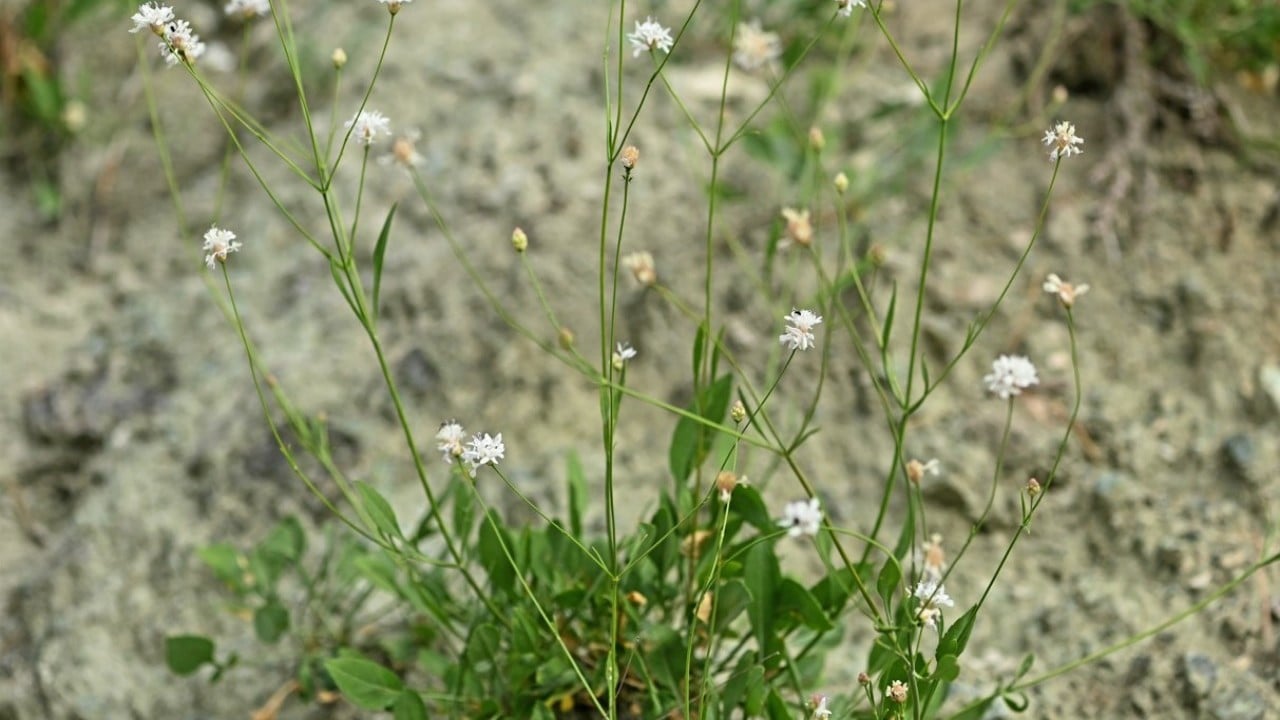 Foto - Emekli öğretmen doğa yürüyüşü sırasında fark etti! Yeni bitki türü keşfedildi