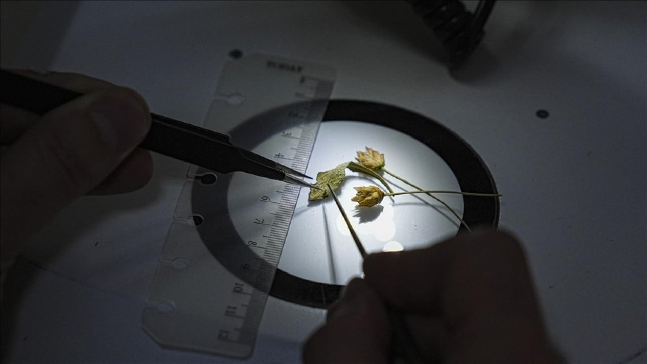 Foto - Emekli öğretmen doğa yürüyüşü sırasında fark etti! Yeni bitki türü keşfedildi