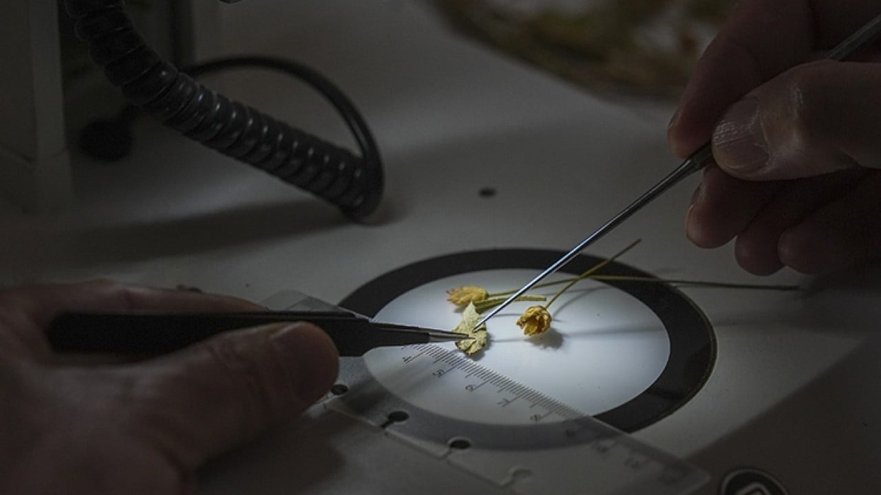 Foto - Emekli öğretmen doğa yürüyüşü sırasında fark etti! Yeni bitki türü keşfedildi