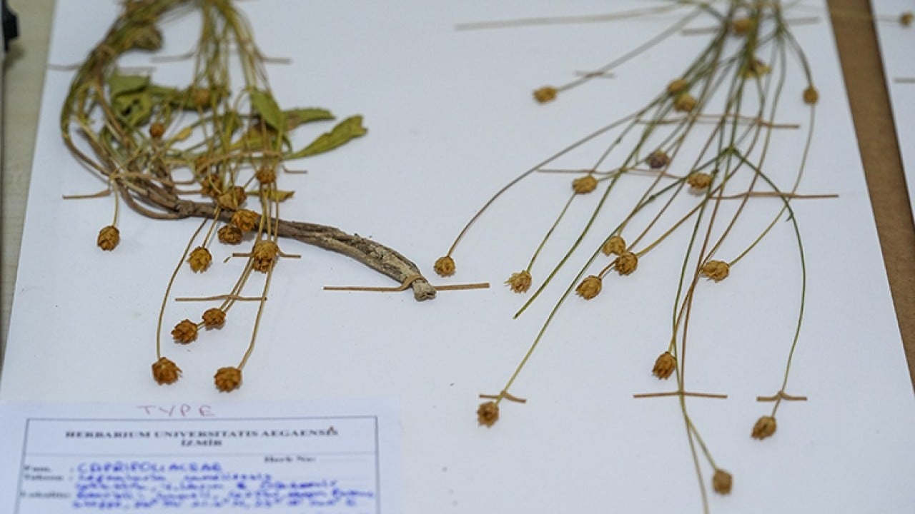 Foto - Emekli öğretmen doğa yürüyüşü sırasında fark etti! Yeni bitki türü keşfedildi