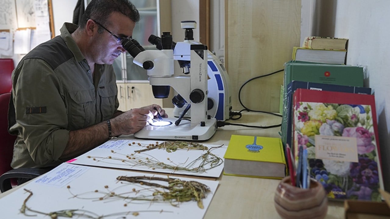 Emekli öğretmen doğa yürüyüşü sırasında fark etti! Yeni bitki türü keşfedildi