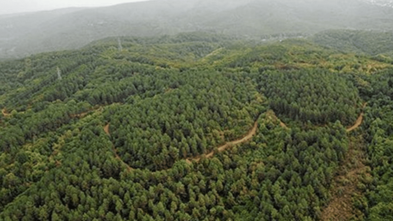 Foto - Emine Erdoğan'dan Yeşil Vatan Seferberliği'ne destek çağrısı