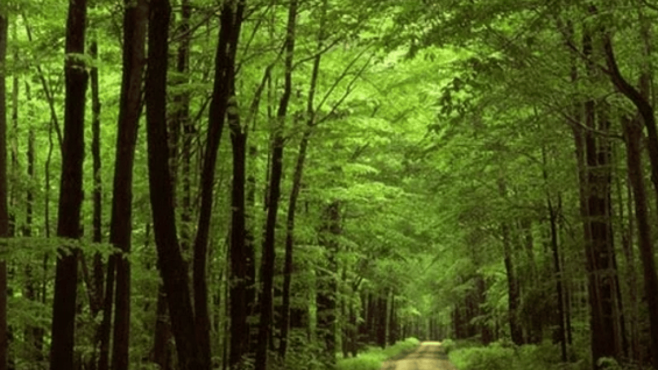 Foto - Emine Erdoğan'dan Yeşil Vatan Seferberliği'ne destek çağrısı