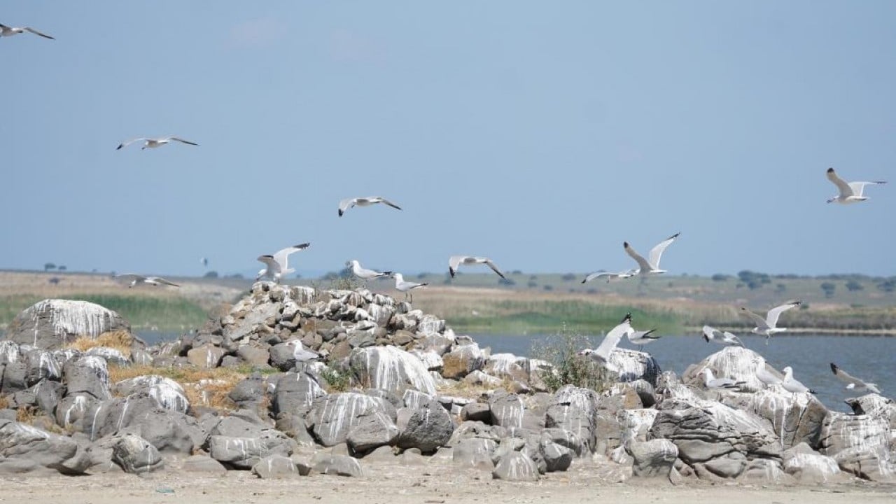 En büyük ada 'Martı yuvası' oldu