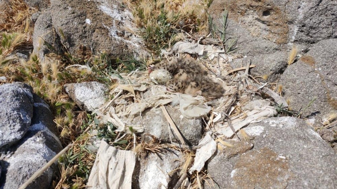 Foto - En büyük ada 'Martı yuvası' oldu