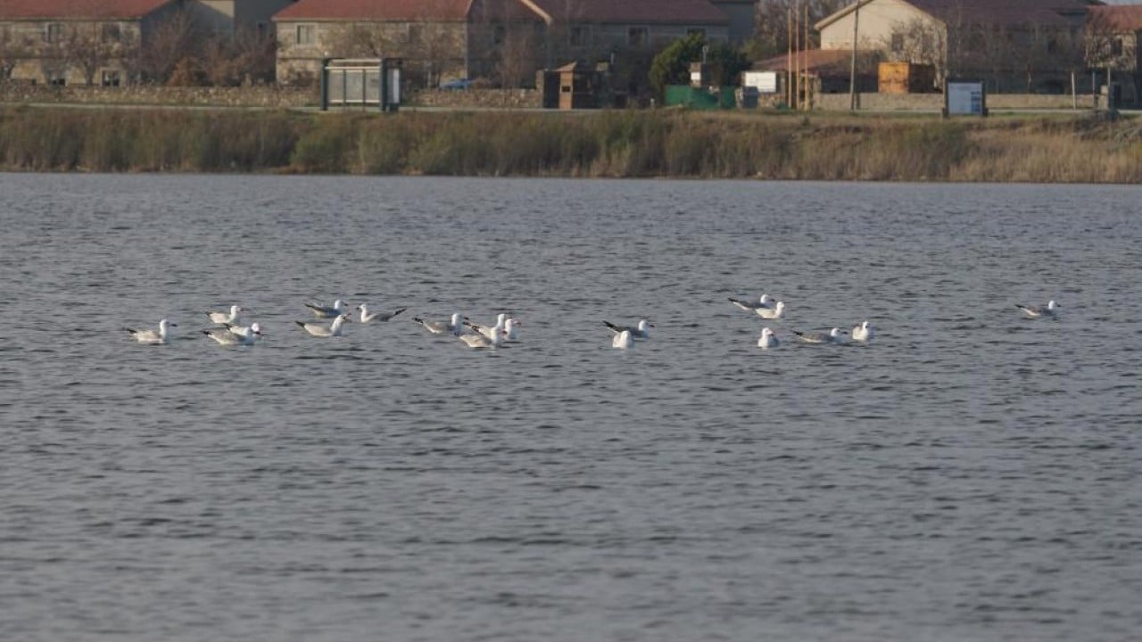 Foto - En büyük ada 'Martı yuvası' oldu