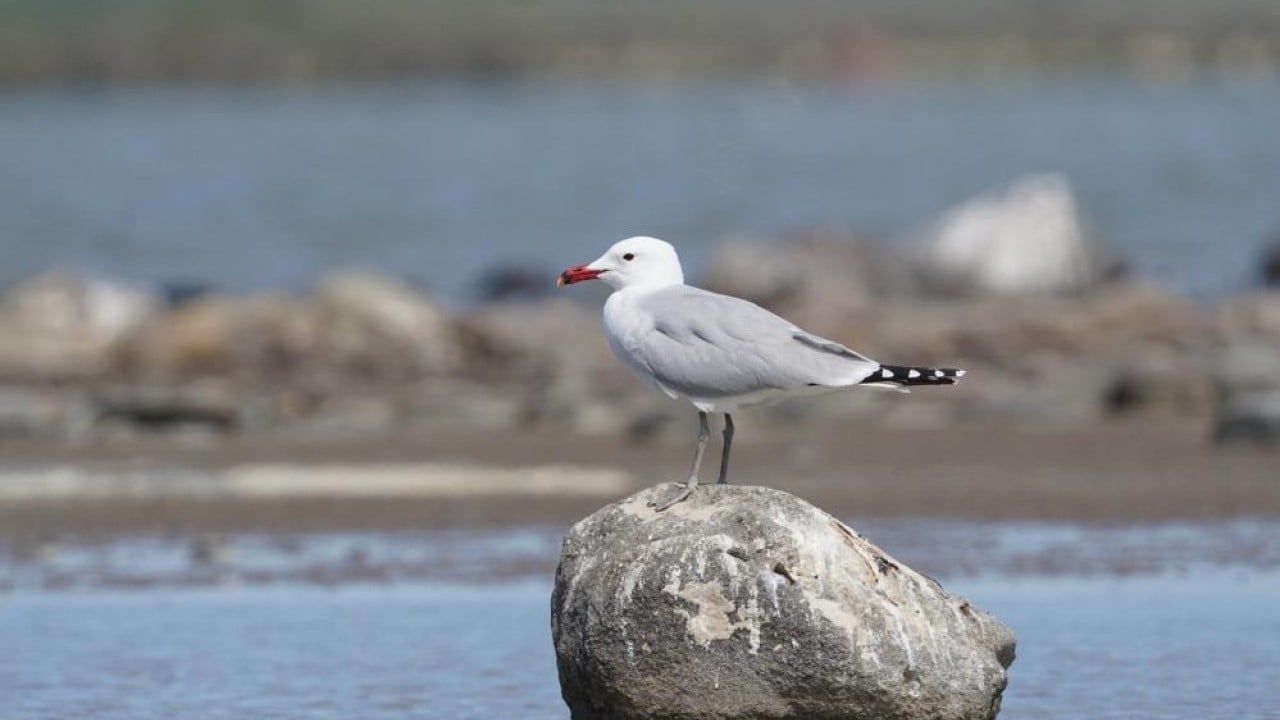Foto - En büyük ada 'Martı yuvası' oldu
