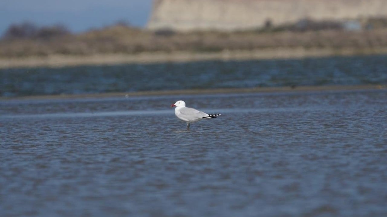 Foto - En büyük ada 'Martı yuvası' oldu