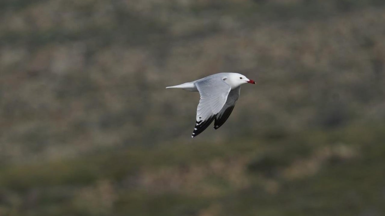 Foto - En büyük ada 'Martı yuvası' oldu