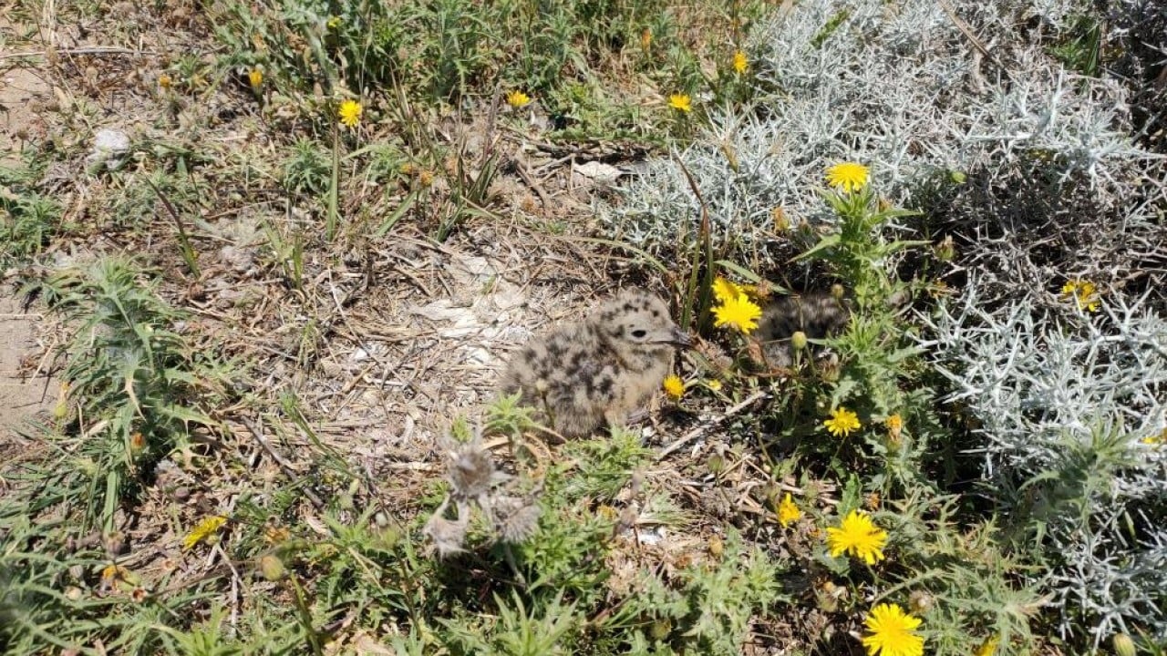 Foto - En büyük ada 'Martı yuvası' oldu