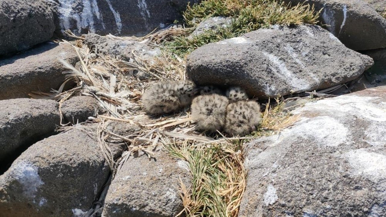 Foto - En büyük ada 'Martı yuvası' oldu