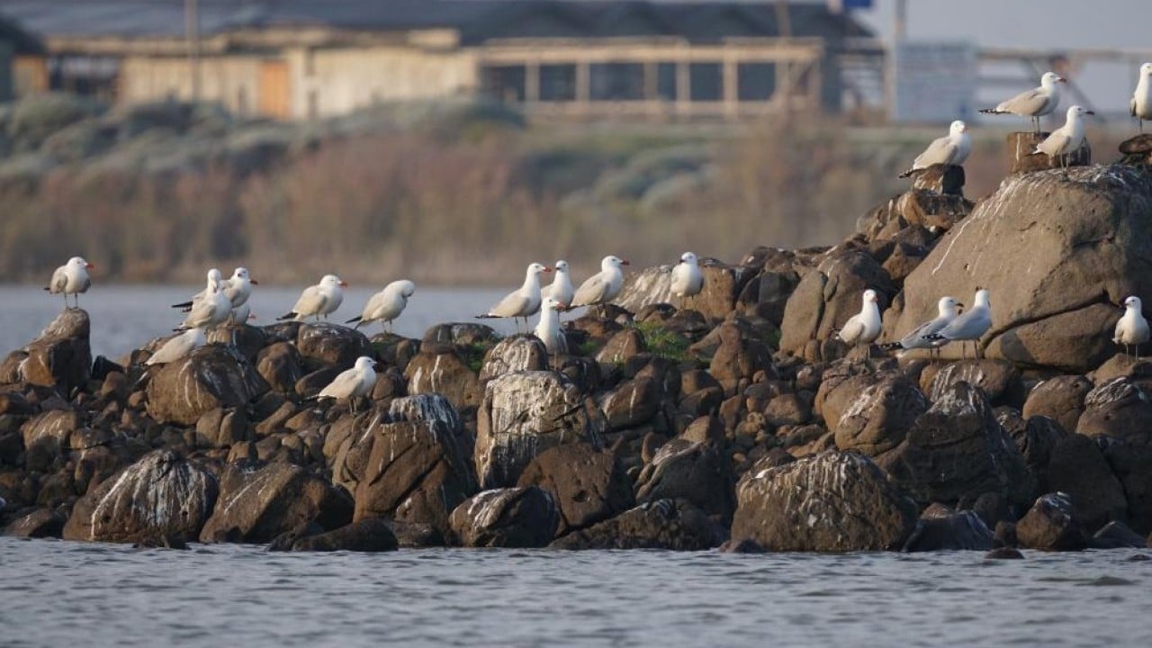 Foto - En büyük ada 'Martı yuvası' oldu