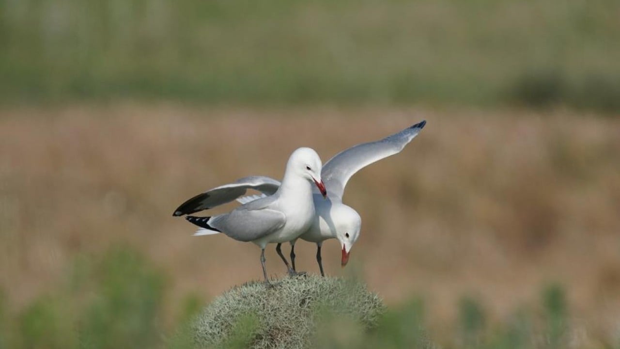 Foto - En büyük ada 'Martı yuvası' oldu