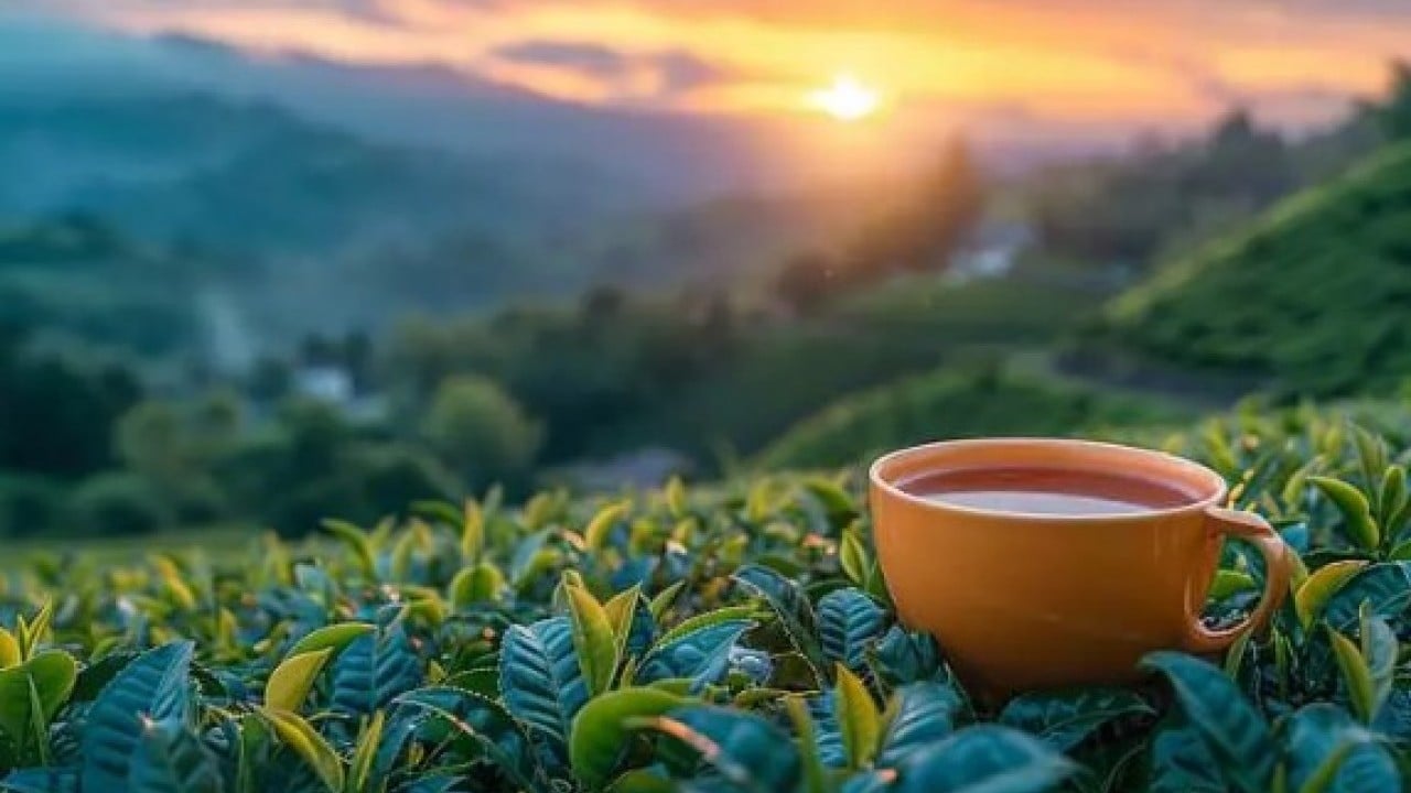 Foto - En fazla çay tüketen ülkeler belli oldu! Türkiye kaçıncı sırada? 