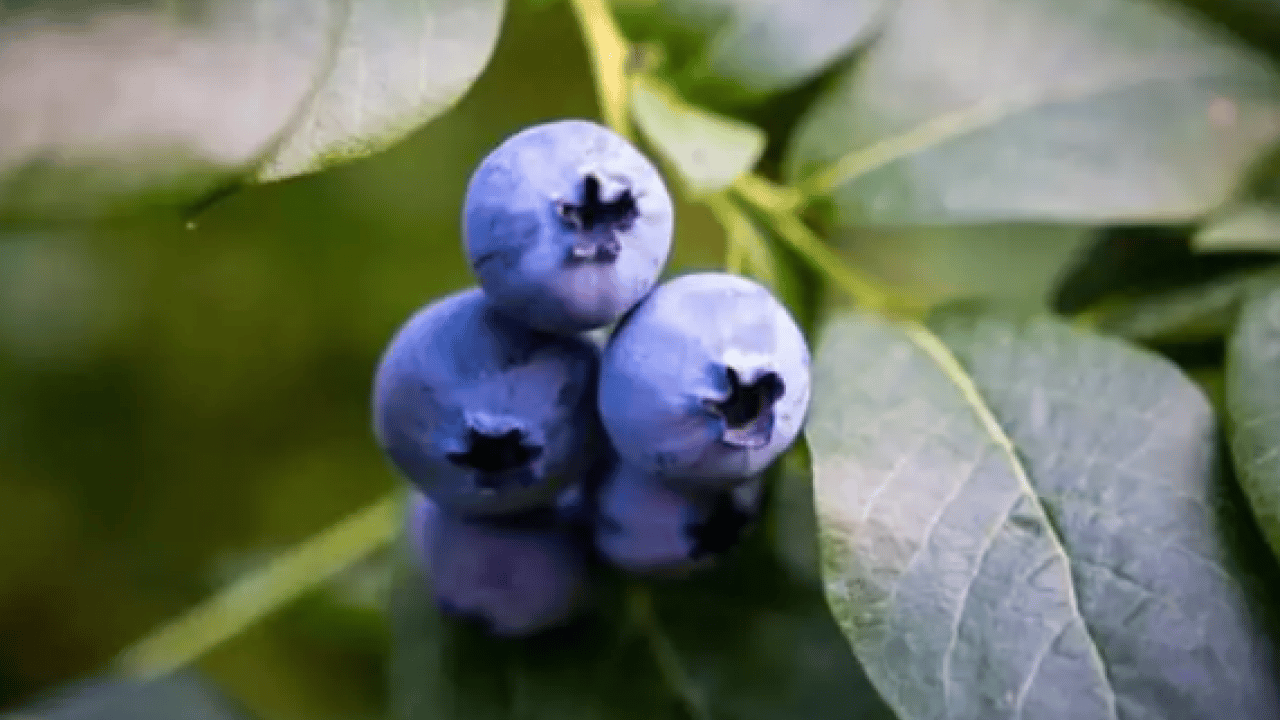 Foto - En hızlı zayıflatan yiyecek belli oldu! 90 günde bütün yağları eritiyor!