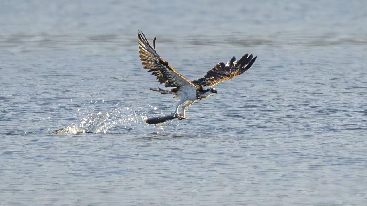 Foto - En iyi kare için sabırla bekliyorlar! Yalıçapkını için nöbetteler