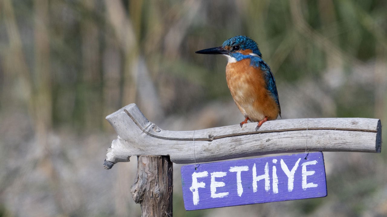 Foto - En iyi kare için sabırla bekliyorlar! Yalıçapkını için nöbetteler