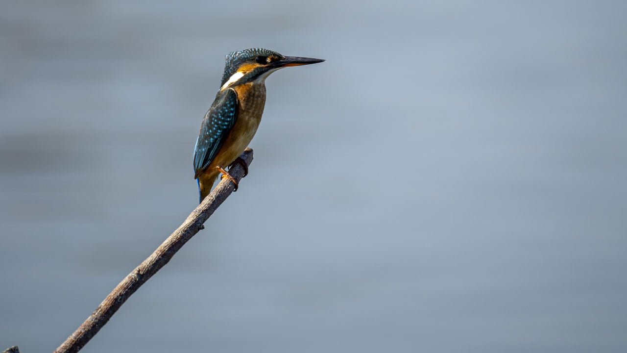 En iyi kare için sabırla bekliyorlar! Yalıçapkını için nöbetteler