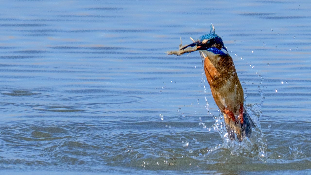 Foto - En iyi kare için sabırla bekliyorlar! Yalıçapkını için nöbetteler