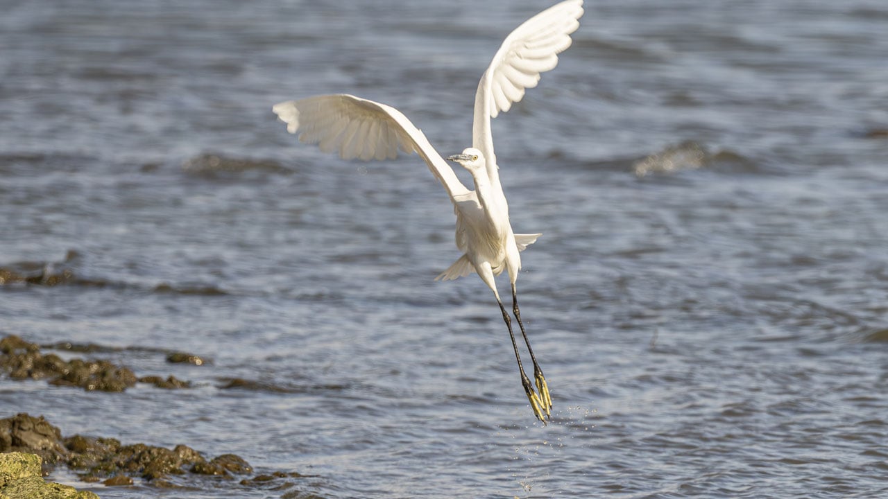 Foto - En iyi kare için sabırla bekliyorlar! Yalıçapkını için nöbetteler
