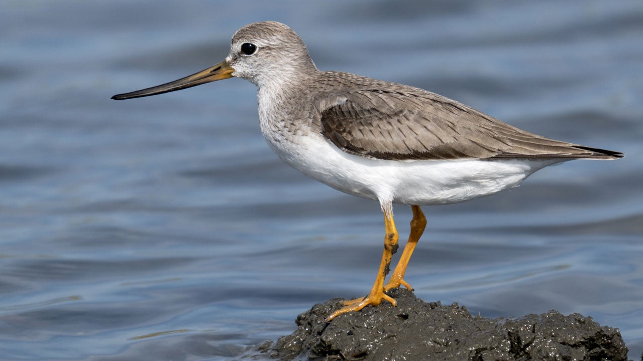 Foto - En iyi kare için sabırla bekliyorlar! Yalıçapkını için nöbetteler