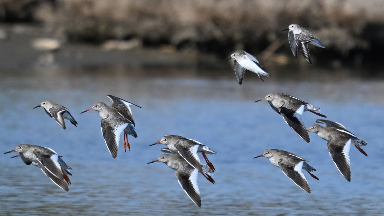 Foto - En iyi kare için sabırla bekliyorlar! Yalıçapkını için nöbetteler