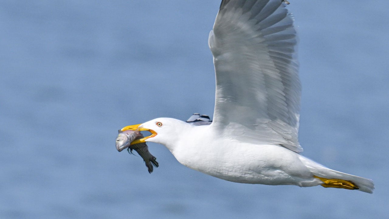 Foto - En iyi kare için sabırla bekliyorlar! Yalıçapkını için nöbetteler