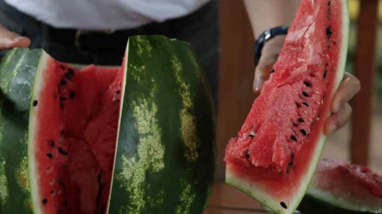Foto - En iyi karpuz peki hangisi? Karpuz Çeşitleri Nelerdir? Karpuz Türleri ve Özellikleri...