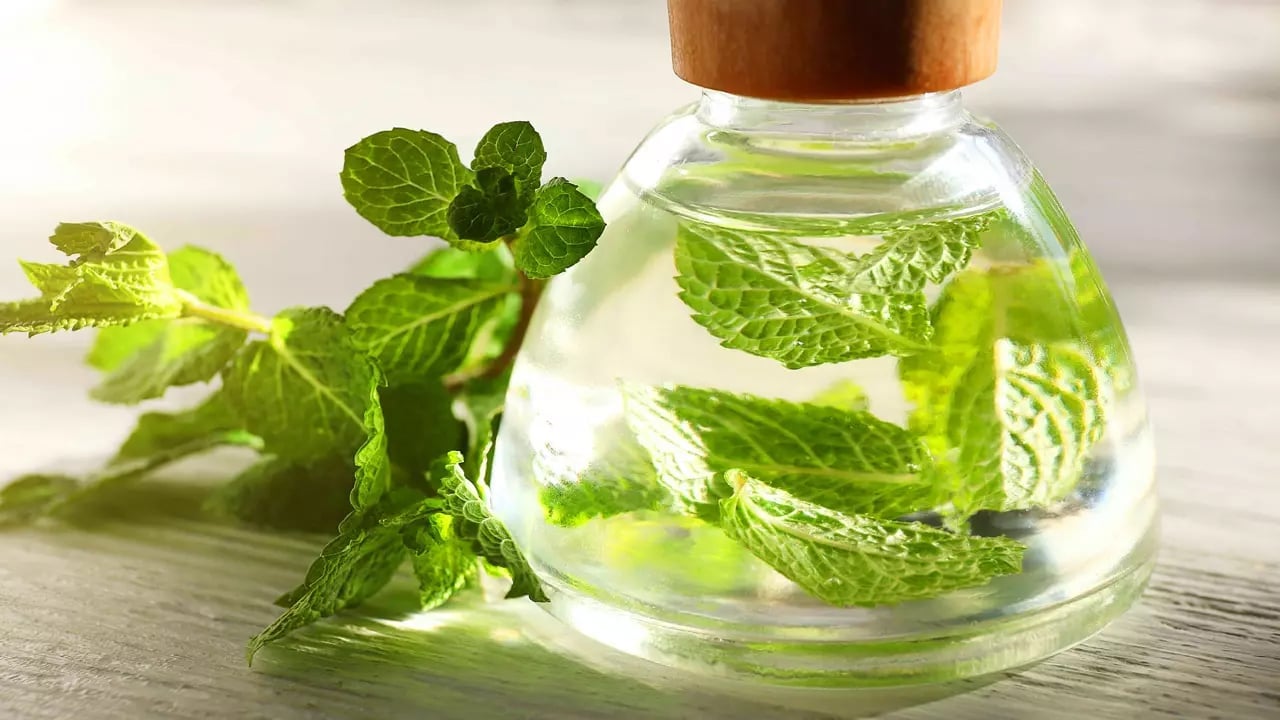 Foto - En iyi yöntem nane yağı: Tıkalı sinüsleri anında boşaltıyor! Bu yağ, sinüzit için binlerce yıldır evlerde sıkça kullanılıyordu
