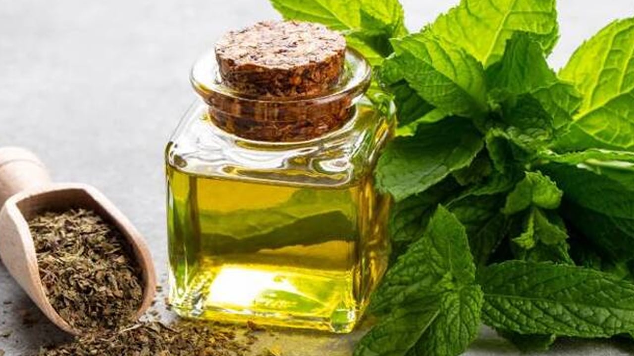 Foto - En iyi yöntem nane yağı: Tıkalı sinüsleri anında boşaltıyor! Bu yağ, sinüzit için binlerce yıldır evlerde sıkça kullanılıyordu