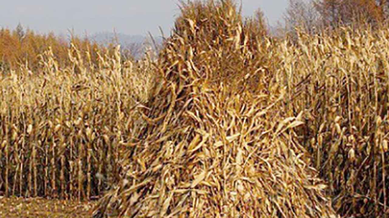 Foto - Enerji krizinin patlak verdiği dönemde çılgın buluş! Odun ve samandan yeni yakıt üretildi