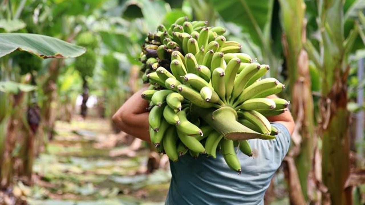 Foto - Enerji veren bu meyve sağlık açısından resmen bir hazine sunuyor! Doğal Lif kaynak: Antalya’da su kaynaklarını tehdit ediyor