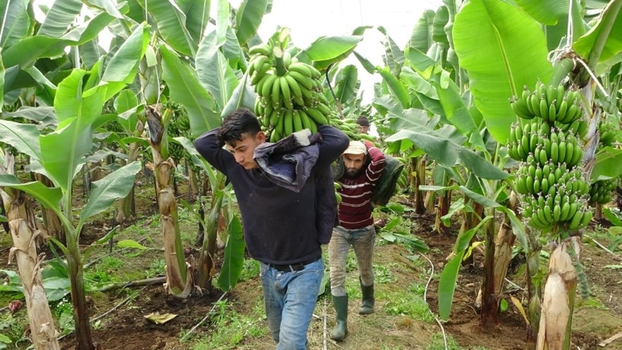 Foto - Enerji veren bu meyve sağlık açısından resmen bir hazine sunuyor! Doğal Lif kaynak: Antalya’da su kaynaklarını tehdit ediyor
