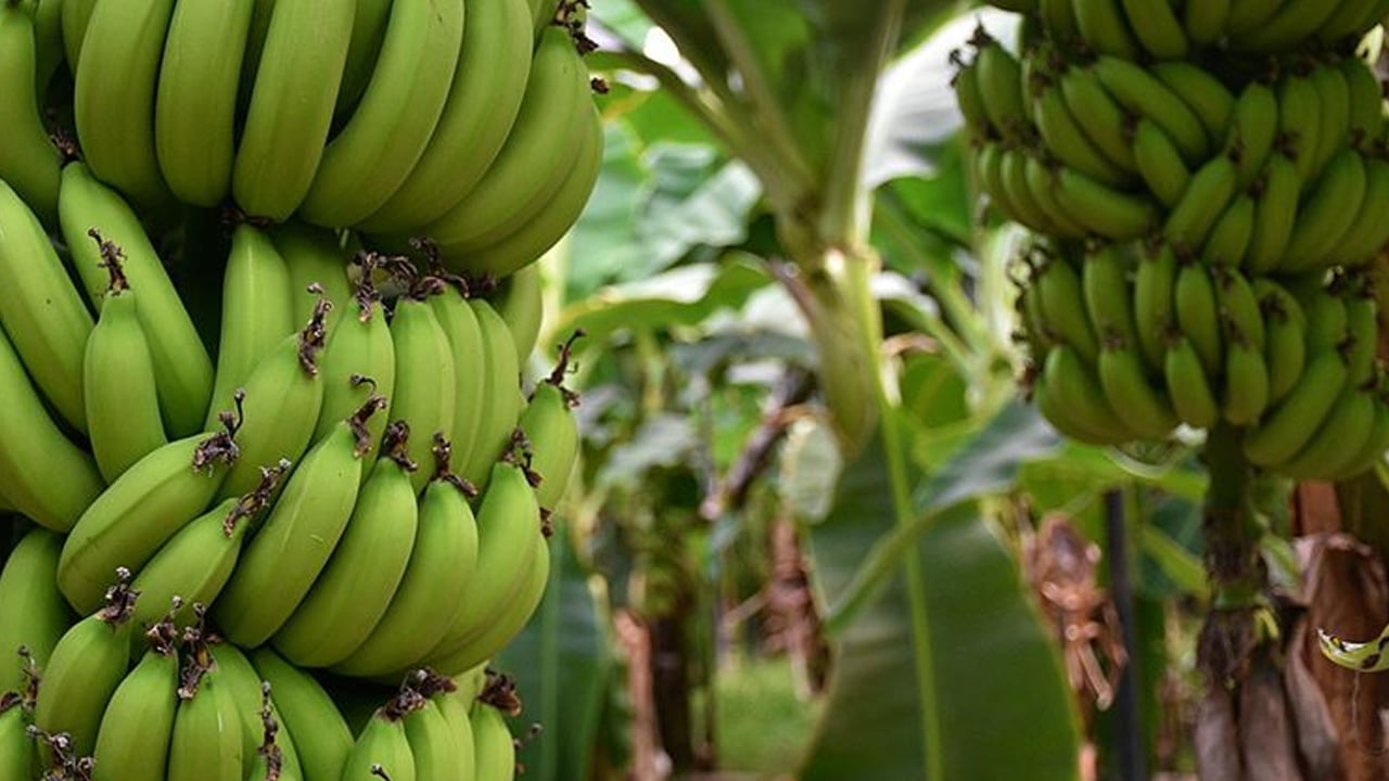 Foto - Enerji veren bu meyve sağlık açısından resmen bir hazine sunuyor! Doğal Lif kaynak: Antalya’da su kaynaklarını tehdit ediyor