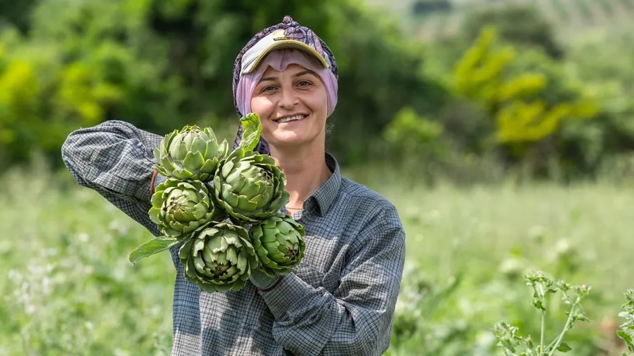 Foto - Enginar soymayı öğrenin: Gelin ve bunu yapın! Ezber bozan değerli hasat... Duyan kulaklarına inanamıyor 