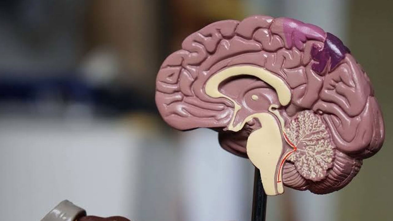 Foto - ‘Erkekler geç olgunlaşır’ sözünü bilim de teyit etti! Erkek beyninde gelişim 32 yaşına kadar sürüyor