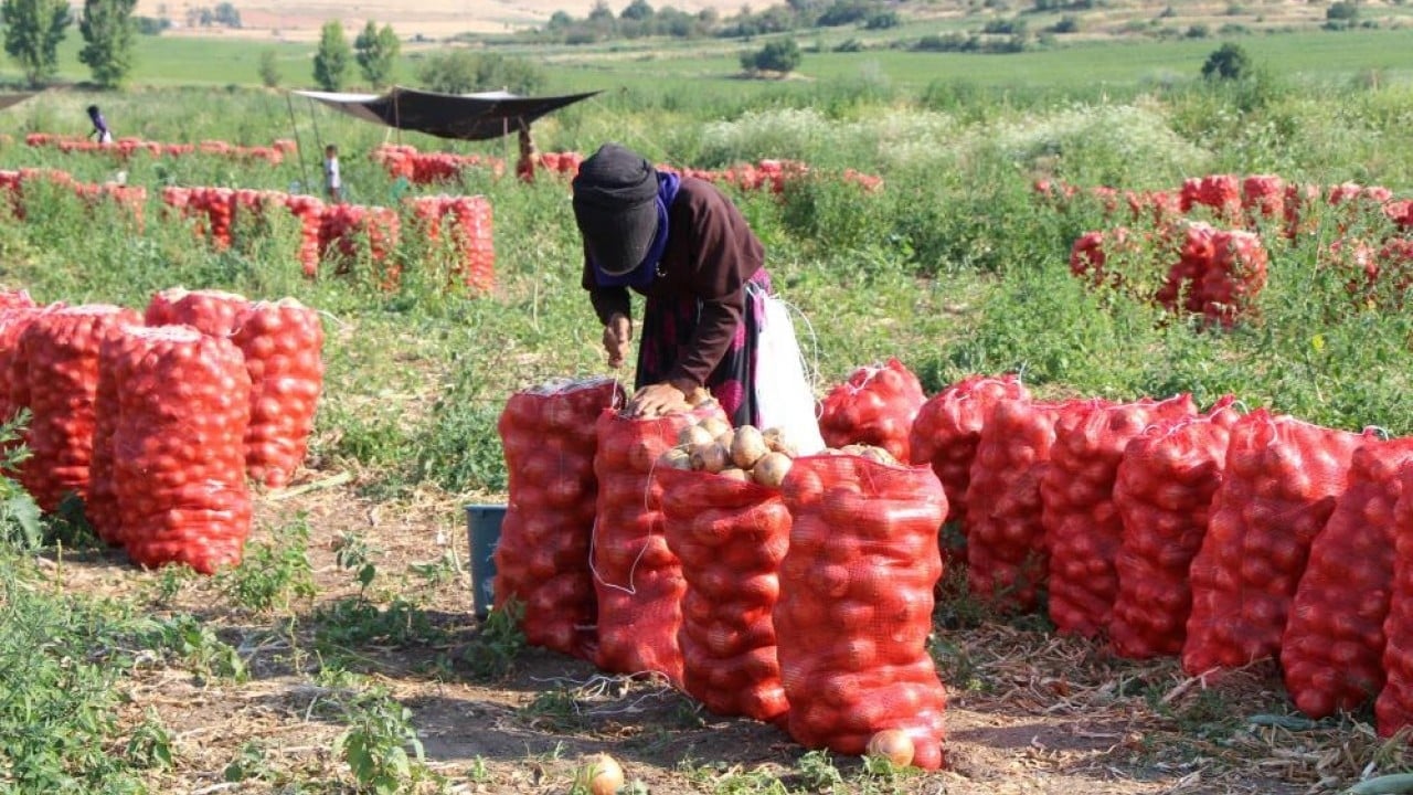 Foto - Erkenci soğan yüzleri güldürdü Bir bardak çaydan ucuz