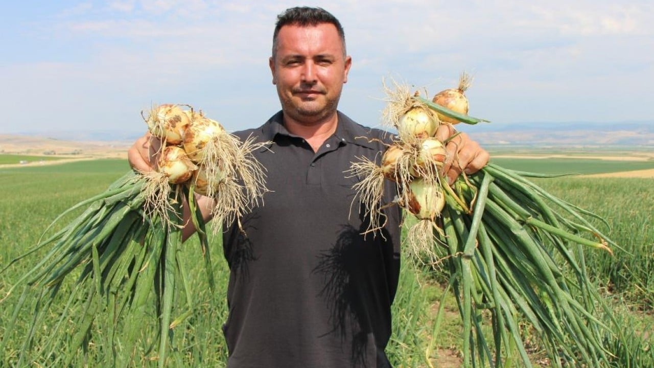 Erkenci soğan yüzleri güldürdü Bir bardak çaydan ucuz