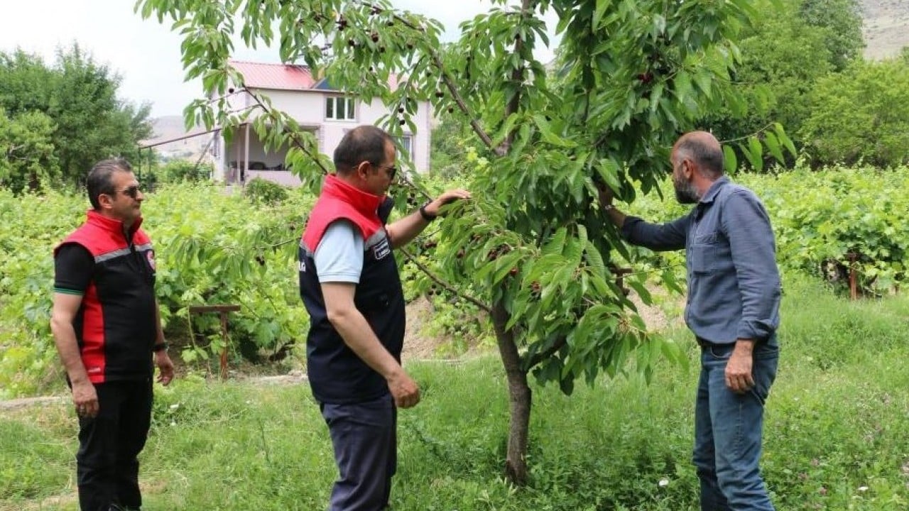 Foto - Erzincan kirazında bereket yılı: Hasat yoğun tempoyla sürüyor