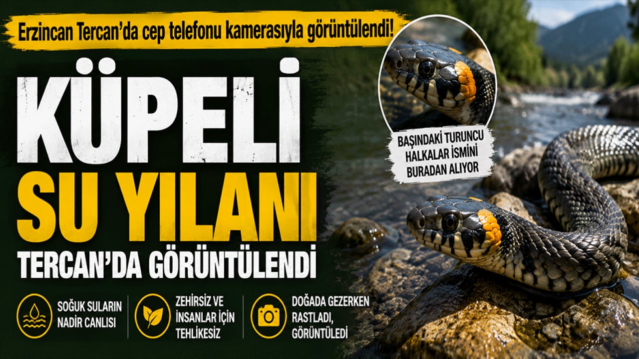 Erzincan'da nadir görülen küpeli su yılanı görüntülendi