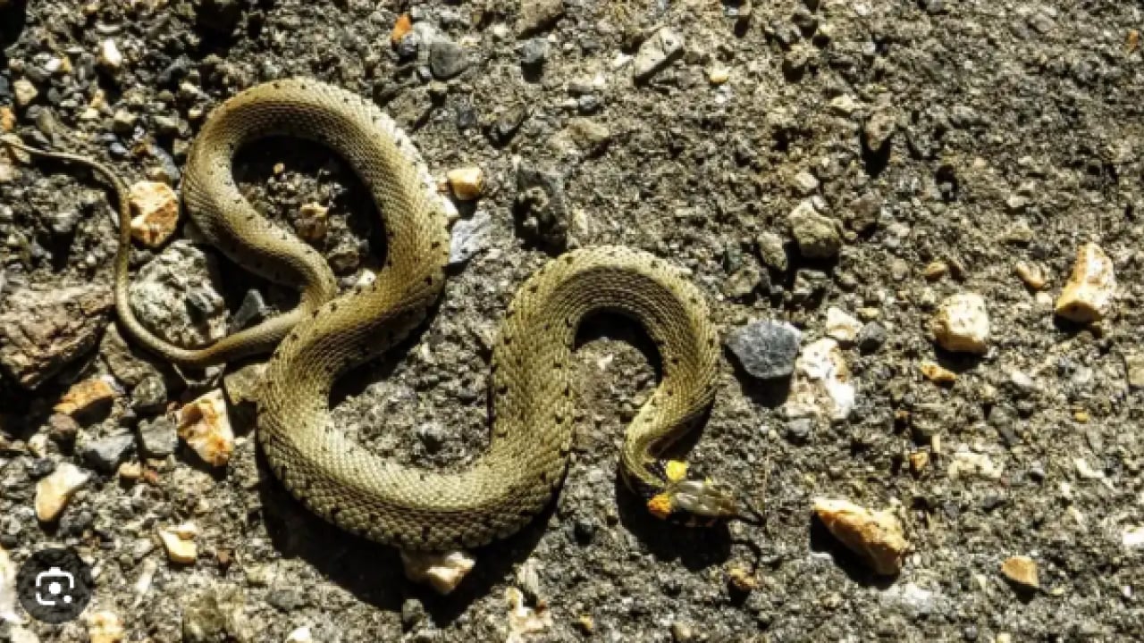 Foto - Erzincan'da nadir görülen küpeli su yılanı görüntülendi