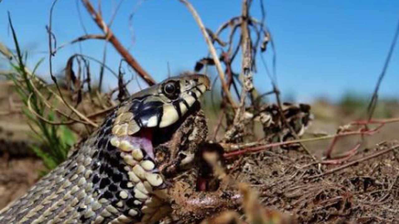 Foto - Erzincan'da nadir görülen küpeli su yılanı görüntülendi