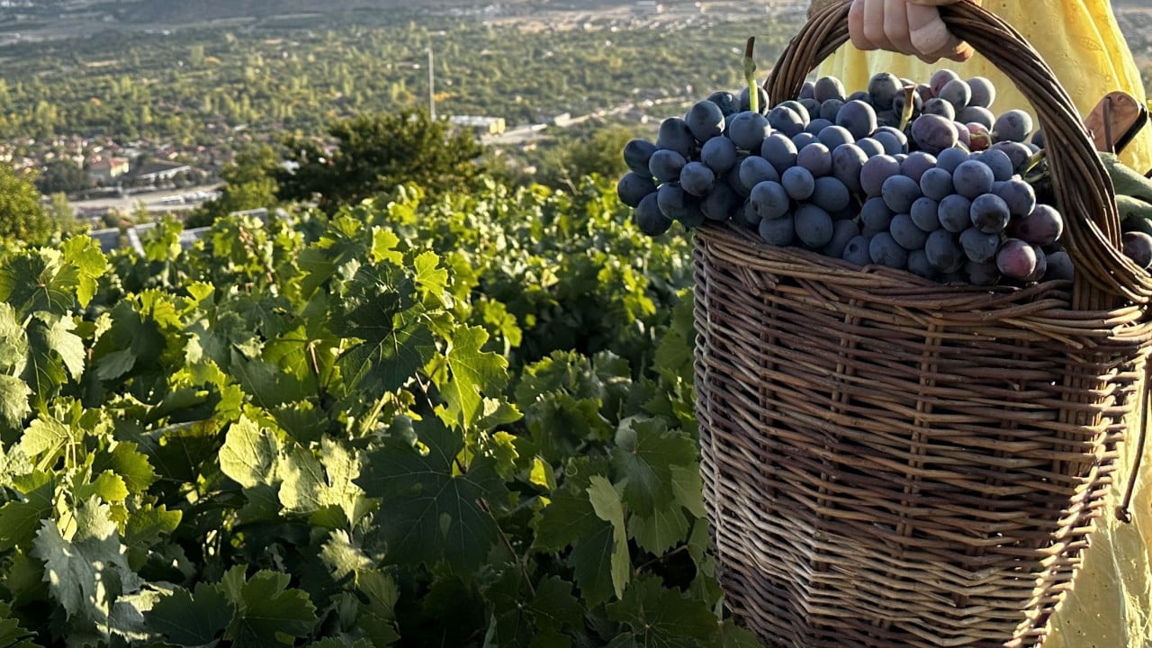 Erzincan'ın tescilli üzümü: Bilimsel araştırma Cimin üzümünün çekirdeğindeki güçlü etkiyi ortaya koydu