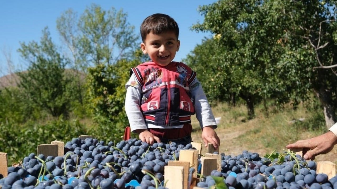Foto - Erzincan'ın tescilli üzümü: Bilimsel araştırma Cimin üzümünün çekirdeğindeki güçlü etkiyi ortaya koydu