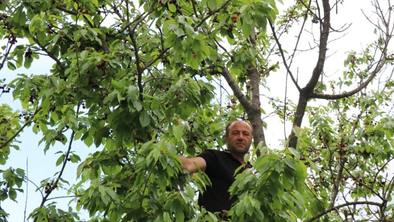 Foto - Erzurum özgü gelenek İlk hasadı satılmıyor ikram ediliyor
