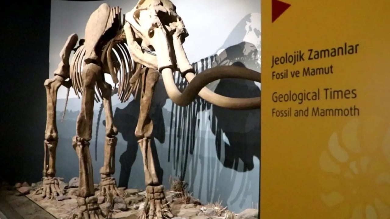 Erzurum'daki müze büyük ilgi çekti! 500 bin yıllık mamut fosilime ev sahipliği yapıyor!