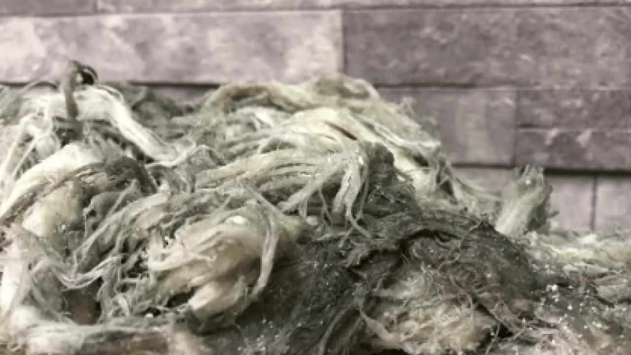 Foto - Erzurum'un gizli antibiyotiği! Kilosu 500 lira! Duyan kilo kilo alıyor