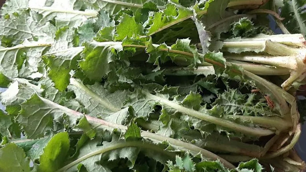 Foto - Eşek Gevreği otu: şifa dolu, antioksidan deposu olan bitki vazgeçilmez olacak! Peki, çayı nasıl yapılır?