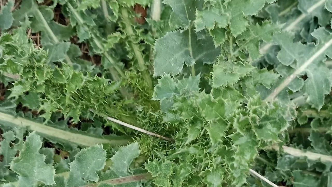  Eşek Gevreği otu: şifa dolu, antioksidan deposu olan bitki vazgeçilmez olacak! Peki, çayı nasıl yapılır?