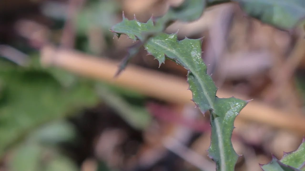 Foto - Eşek Gevreği otu: şifa dolu, antioksidan deposu olan bitki vazgeçilmez olacak! Peki, çayı nasıl yapılır?
